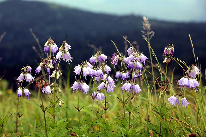 森吉山の秋の花