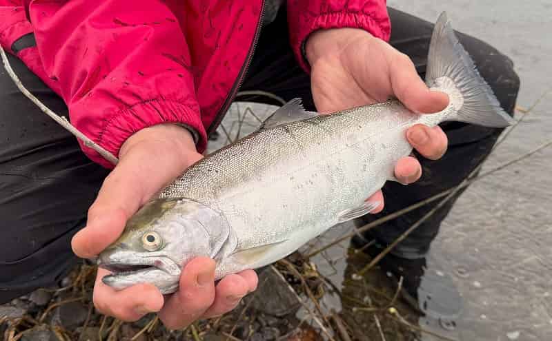 四季美湖ボート釣獲調査