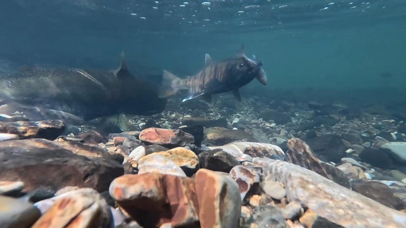 2024-10-21 サムネ