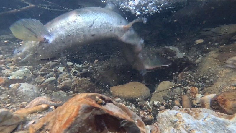 2024-10-07 サムネ