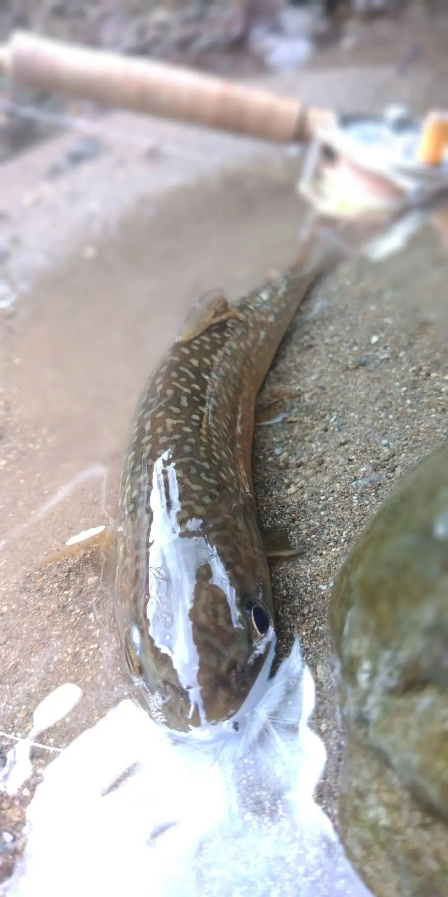 2026-04-12 K.Hosoda レポート写真