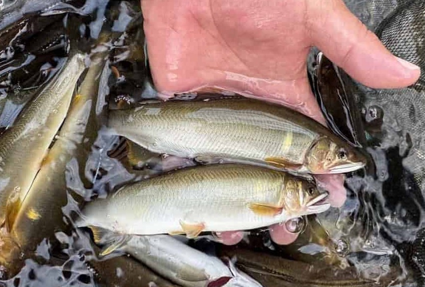 7月の阿仁川アユ（例）