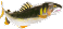 天然アユ