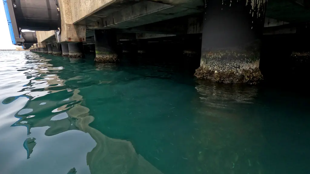 アユ稚魚群を確認した場所