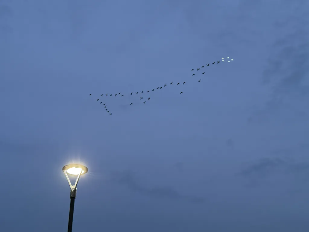 ねぐらへ帰る白鳥の群れ。その右端に、白く光る五つの影。拡大して確認しても、どう見ても鳥ではない。