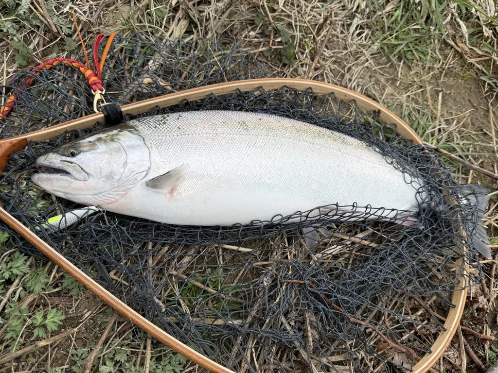 米代川下流部で釣れた良型サクラマス