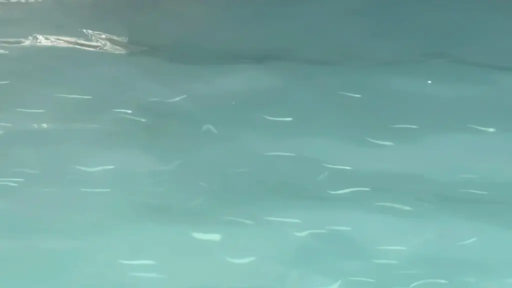 能代港稚鮎の越冬生育エリア探索