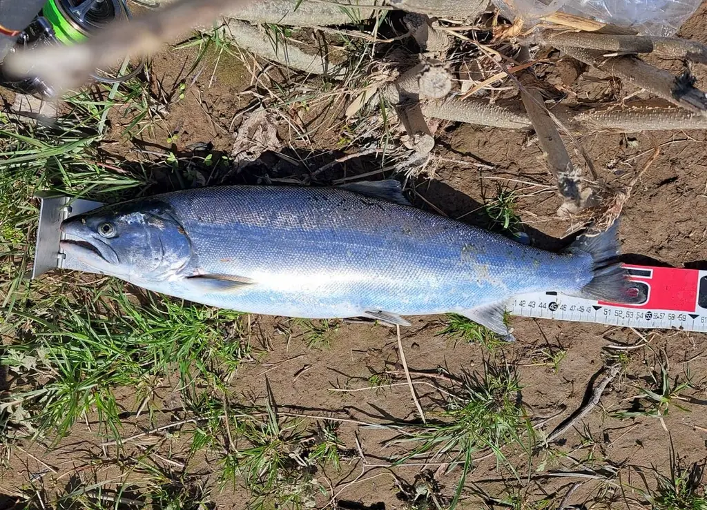 釣れたサクラマス