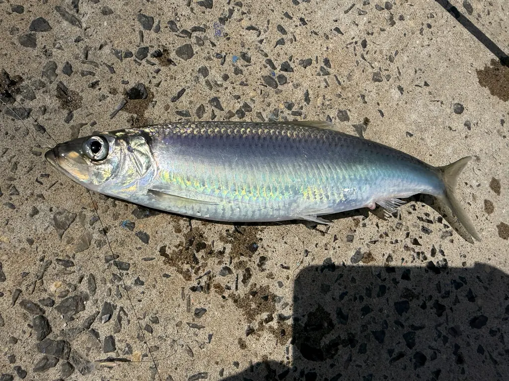 釣れたニシン