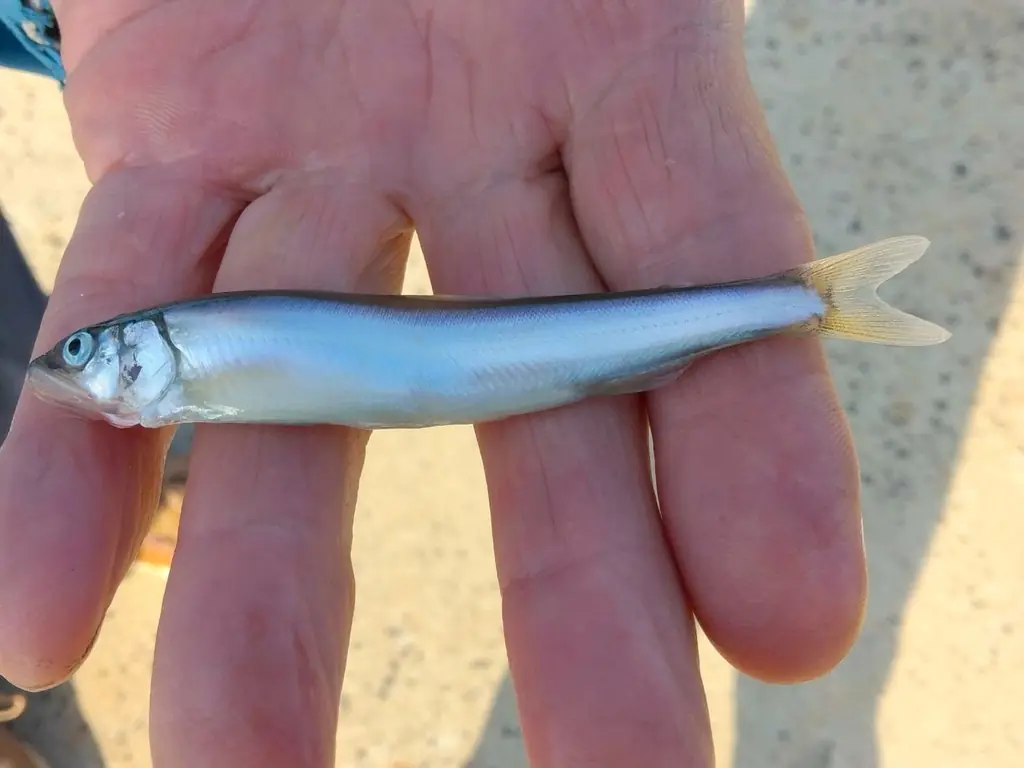 ニシン釣りのサビキに掛かった稚鮎