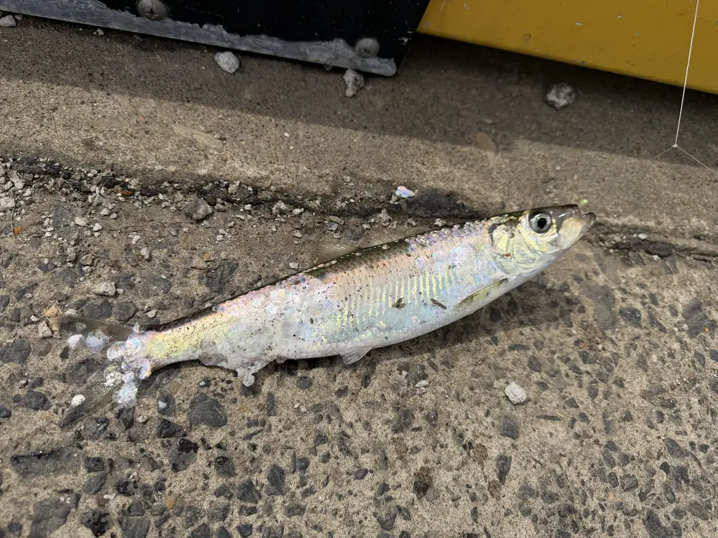 ニシン釣りのサビキに掛かった稚鮎