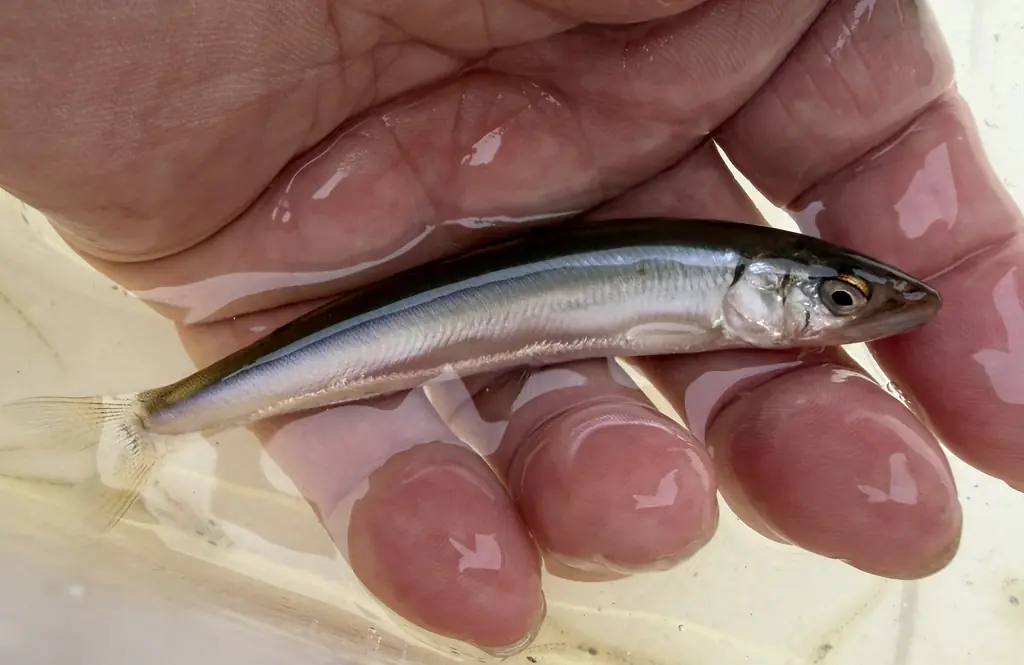 ニシン釣りのサビキに掛かった稚鮎