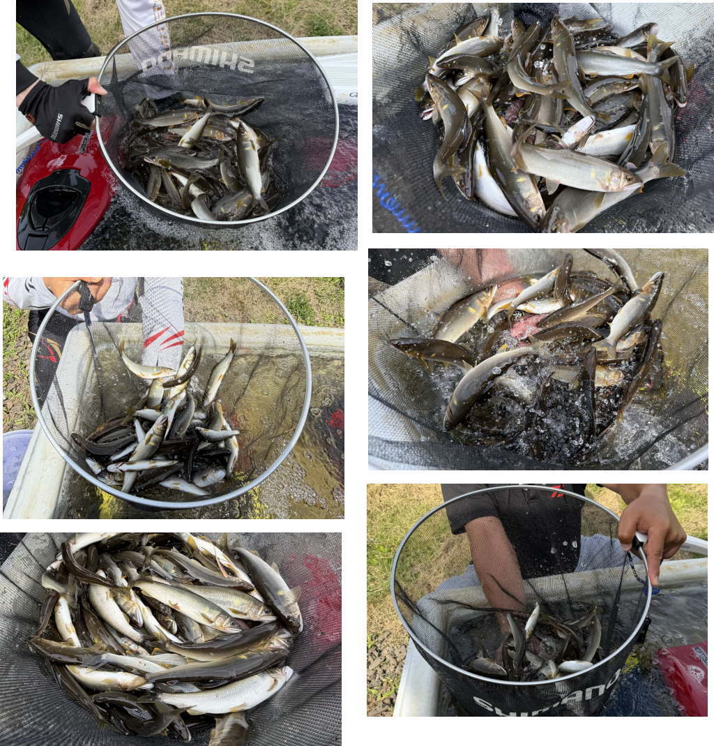 解禁の釣果