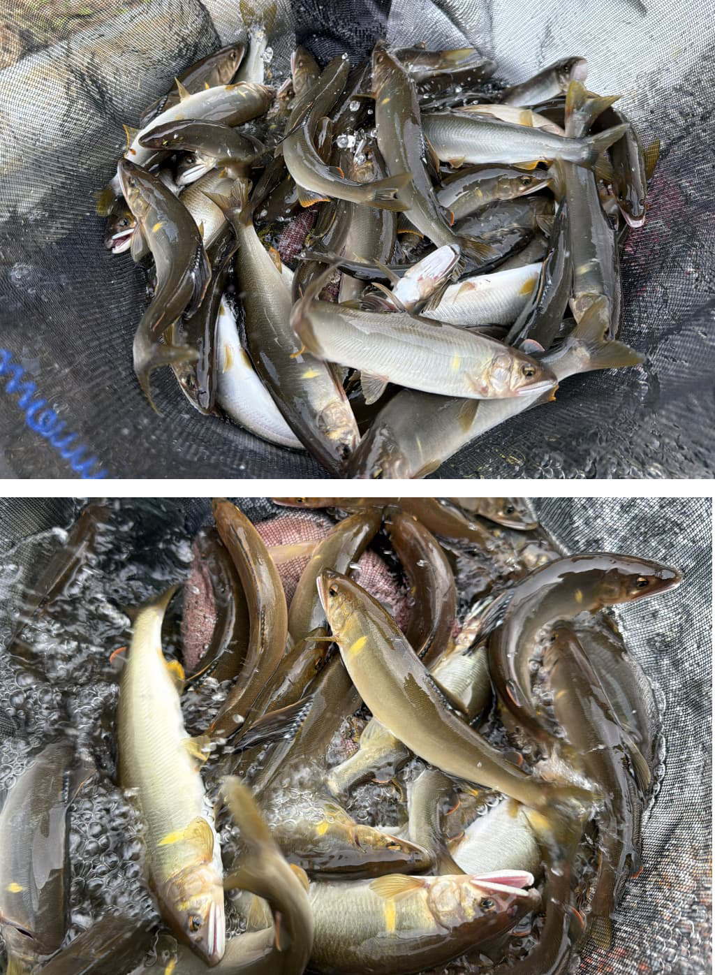 解禁の釣果