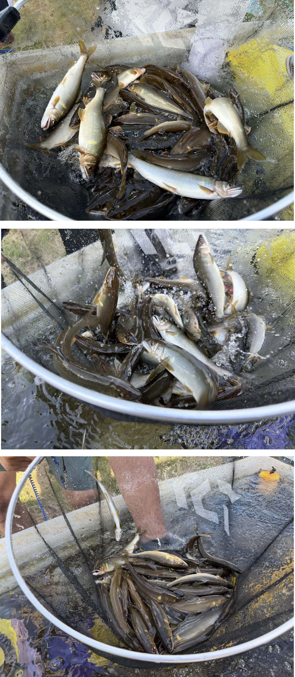解禁の釣果