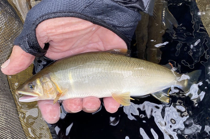 阿仁川のアユの写真