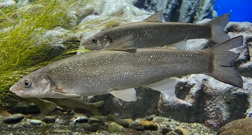 エゾウグイの写真