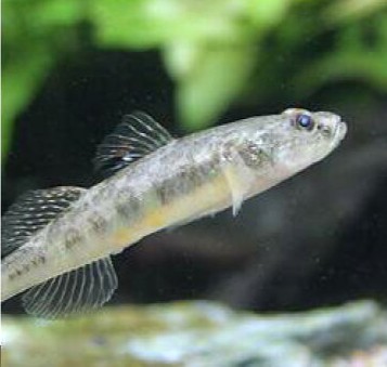 ジュズカケハゼの写真