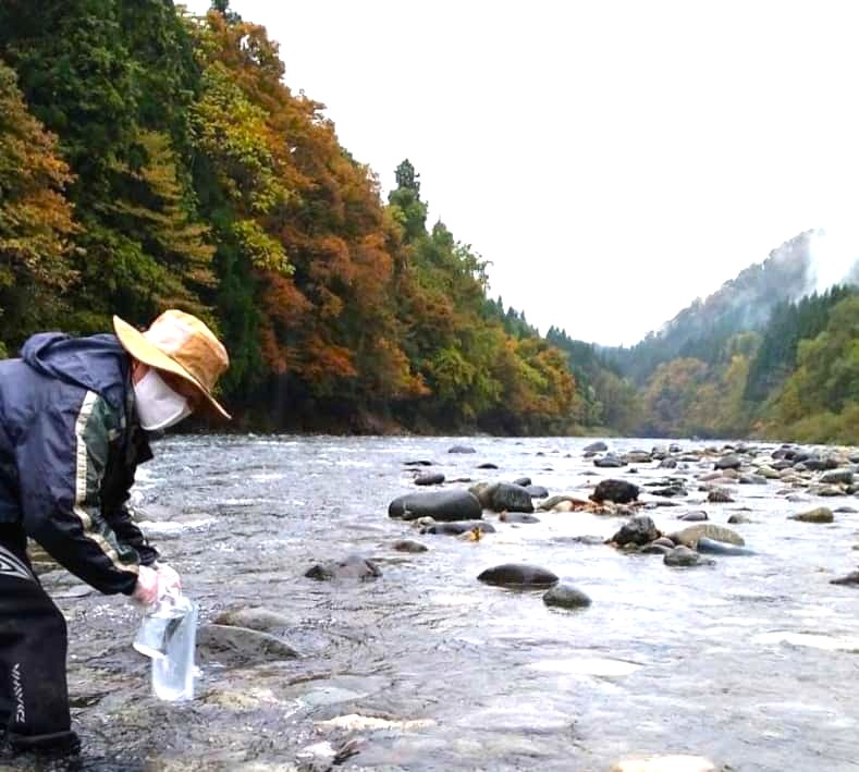 環境DNAによる阿仁川の健康診断