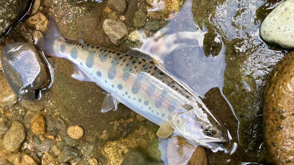 ヤマメ（サクラマス陸封型）の写真