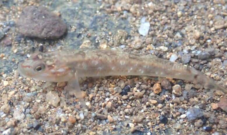 ヨシノボリの写真