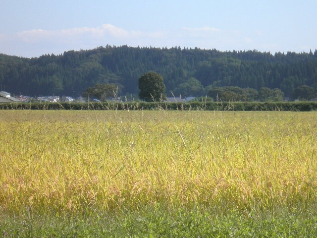 ファイル 12-2.jpg