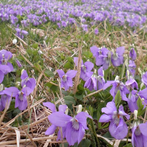 ファイル 2-1.jpg