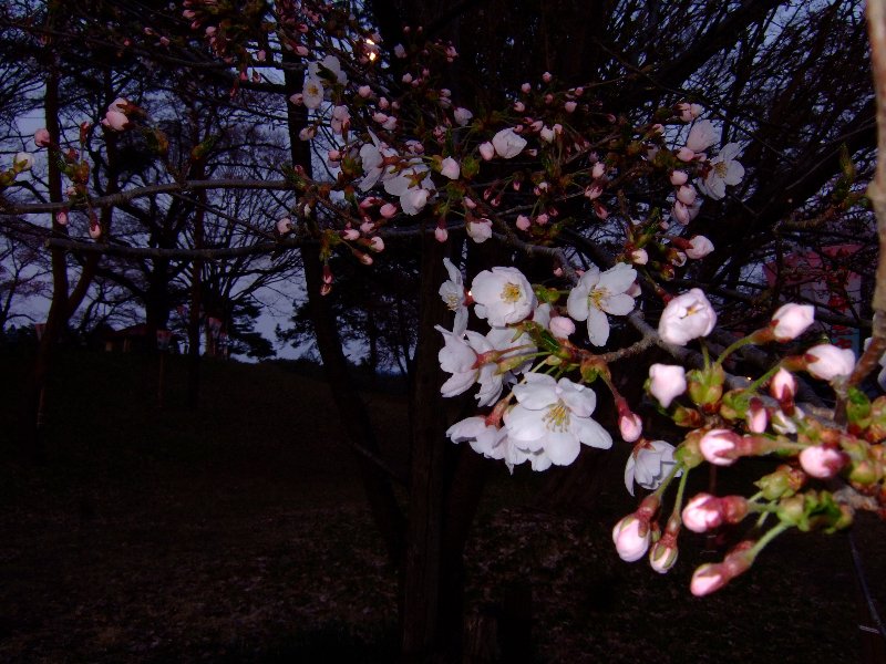 ファイル 25-4.jpg