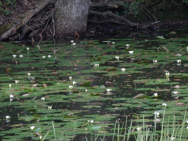 ファイル 55-3.jpg