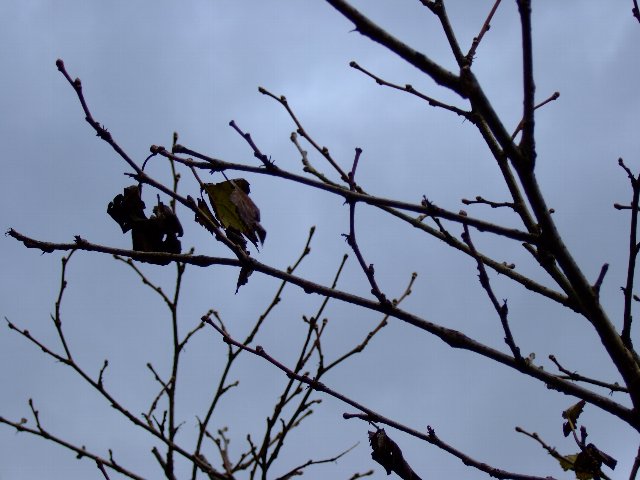 ファイル 66-1.jpg