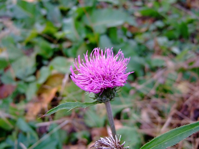 ファイル 66-2.jpg