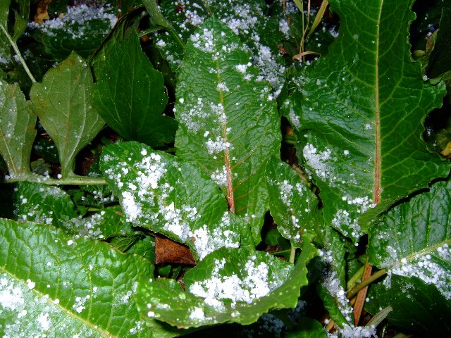 ファイル 66-4.jpg